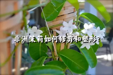 非洲茉莉如何修剪和塑形？