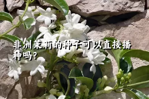 非洲茉莉的种子可以直接播种吗？