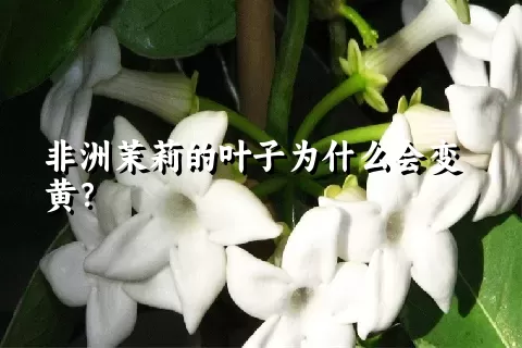 非洲茉莉的叶子为什么会变黄？