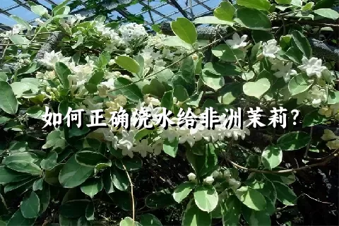 如何正确浇水给非洲茉莉？