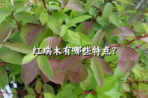 红瑞木有哪些特点？