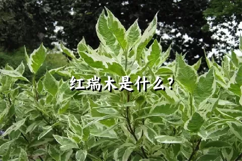 红瑞木是什么？