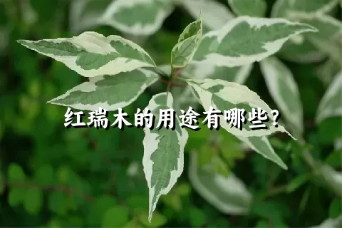 红瑞木的用途有哪些？