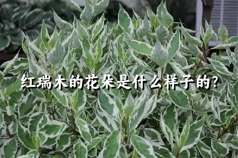 红瑞木的花朵是什么样子的？