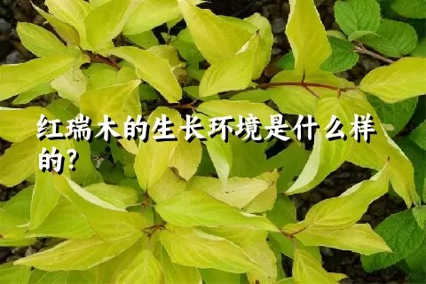 红瑞木的生长环境是什么样的？