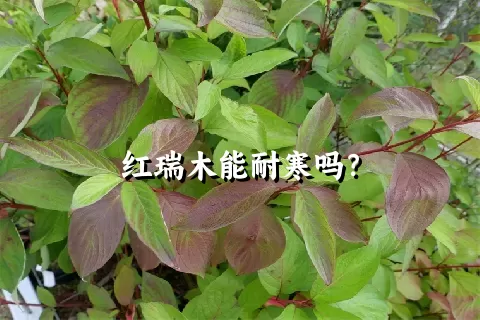 红瑞木能耐寒吗？