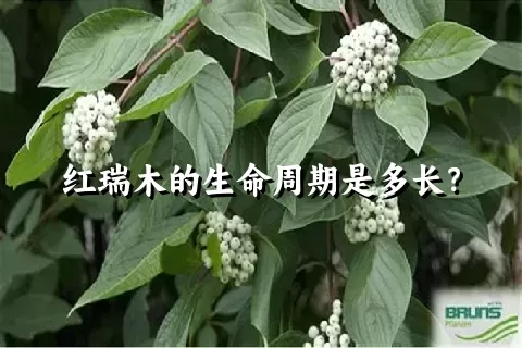 红瑞木的生命周期是多长？