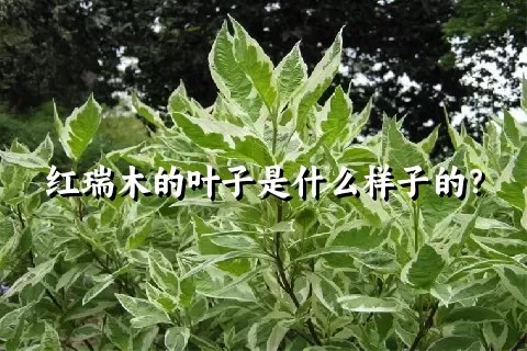 红瑞木的叶子是什么样子的？