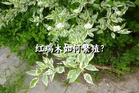 红瑞木如何繁殖？