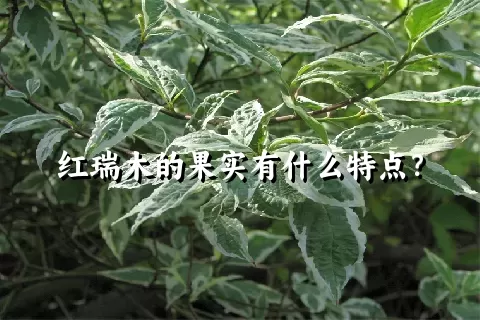 红瑞木的果实有什么特点？