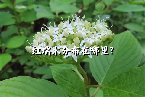 红瑞木分布在哪里?