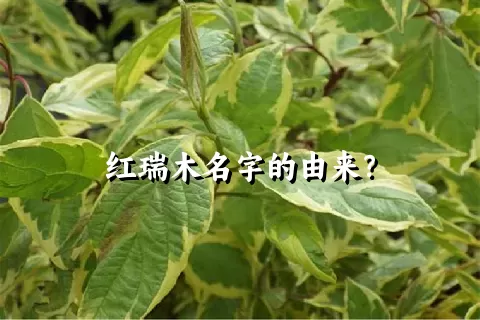 红瑞木名字的由来？