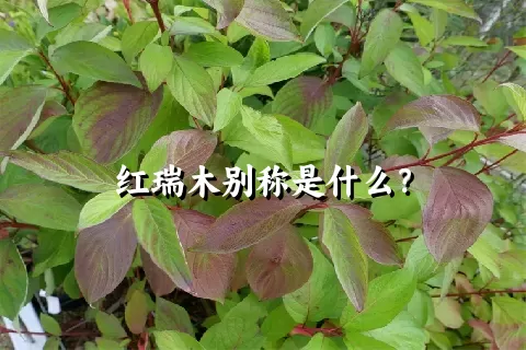 红瑞木别称是什么？