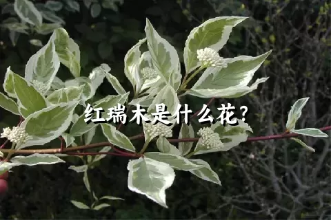 红瑞木是什么花？