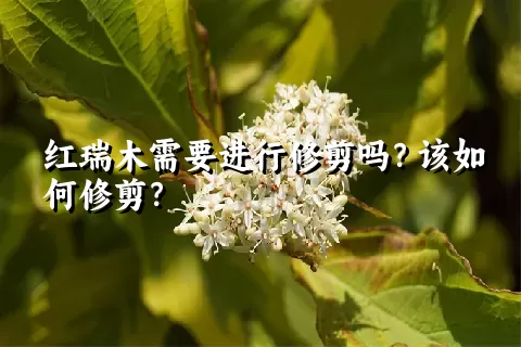 红瑞木需要进行修剪吗？该如何修剪？