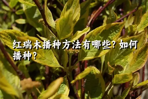 红瑞木播种方法有哪些？如何播种？