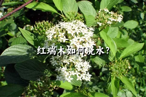 红瑞木如何浇水？