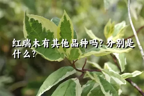 红瑞木有其他品种吗？分别是什么？