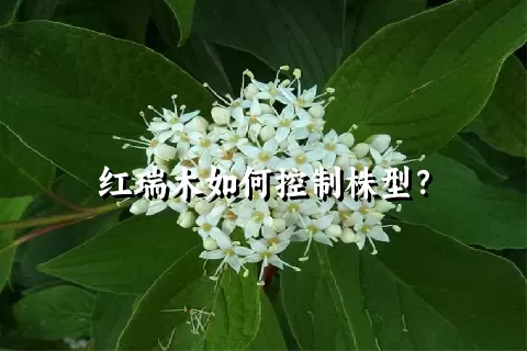 红瑞木如何控制株型？