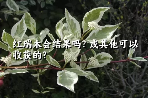 红瑞木会结果吗？或其他可以收获的？