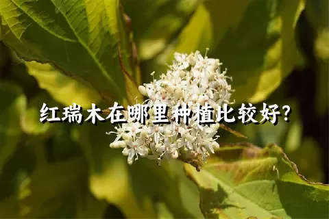 红瑞木在哪里种植比较好？