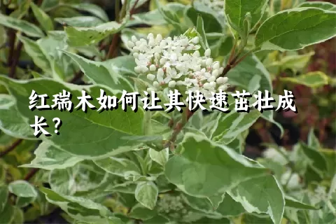 红瑞木如何让其快速茁壮成长？