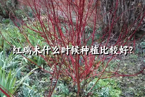 红瑞木什么时候种植比较好？