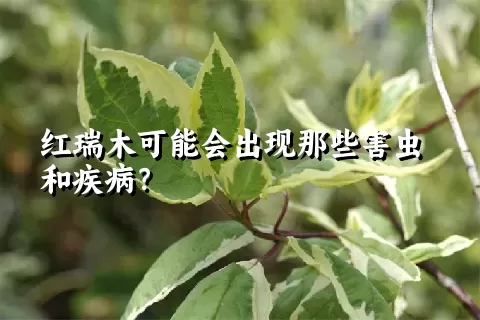 红瑞木可能会出现那些害虫和疾病？