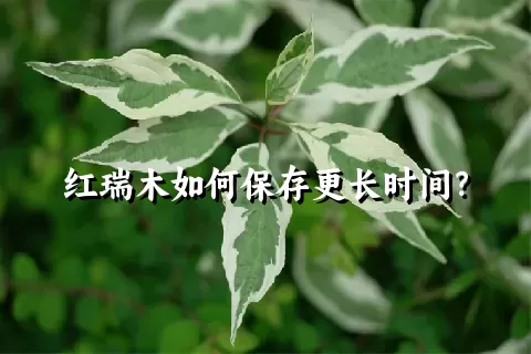 红瑞木如何保存更长时间？