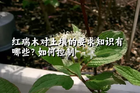 红瑞木对土壤的要求知识有哪些？如何控制