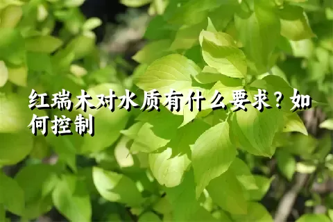 红瑞木对水质有什么要求？如何控制