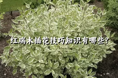 红瑞木插花技巧知识有哪些？