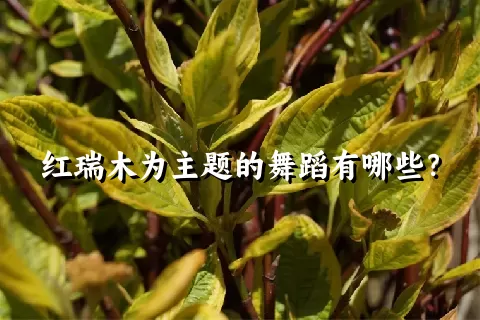 红瑞木为主题的舞蹈有哪些？