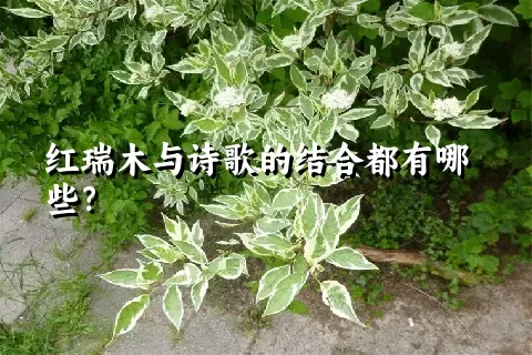 红瑞木与诗歌的结合都有哪些？