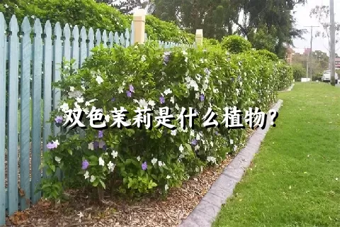 双色茉莉是什么植物？