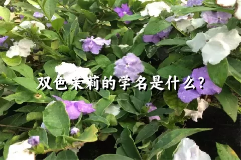 双色茉莉的学名是什么？