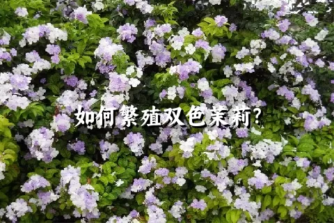 如何繁殖双色茉莉？