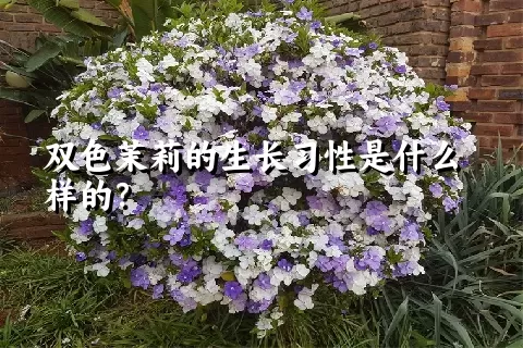 双色茉莉的生长习性是什么样的？