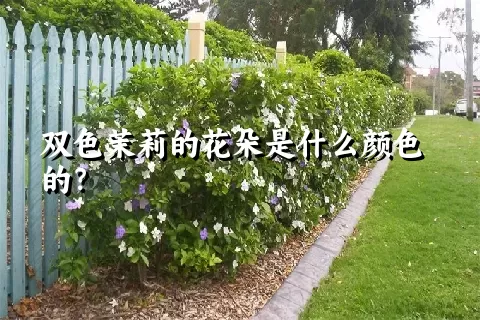 双色茉莉的花朵是什么颜色的？