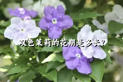 双色茉莉的花期是多长？