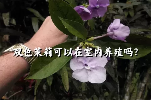 双色茉莉可以在室内养殖吗？