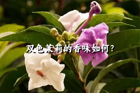 双色茉莉的香味如何？