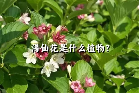 海仙花是什么植物？