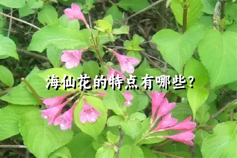 海仙花的特点有哪些？