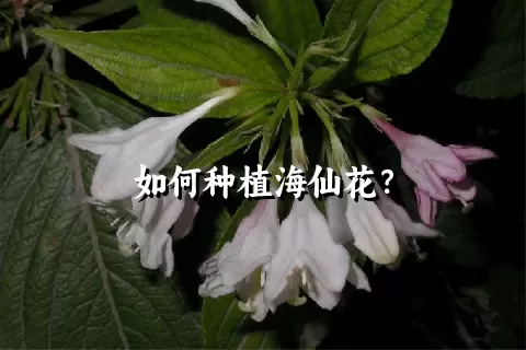 如何种植海仙花？