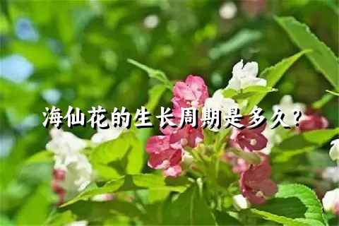 海仙花的生长周期是多久？