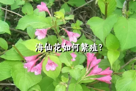 海仙花如何繁殖？