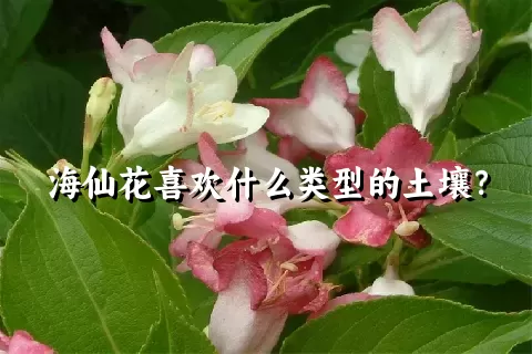 海仙花喜欢什么类型的土壤？