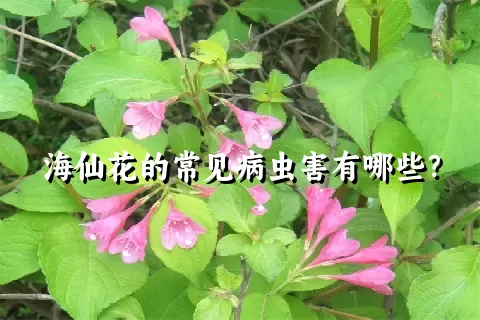 海仙花的常见病虫害有哪些？