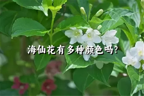 海仙花有多种颜色吗？